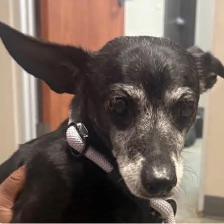 Enlarge WILLIE, an adopted Dachshund in Marana, AZ image 4/4