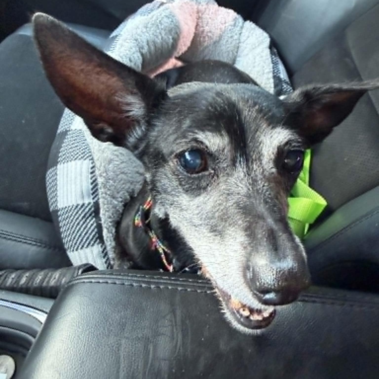 Enlarge WILLIE, an adopted Dachshund in Marana, AZ image 3/4