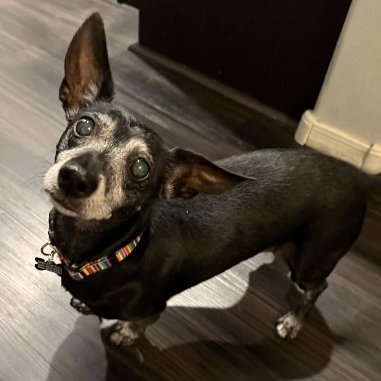 Enlarge WILLIE, an adopted Dachshund in Marana, AZ image 1/4