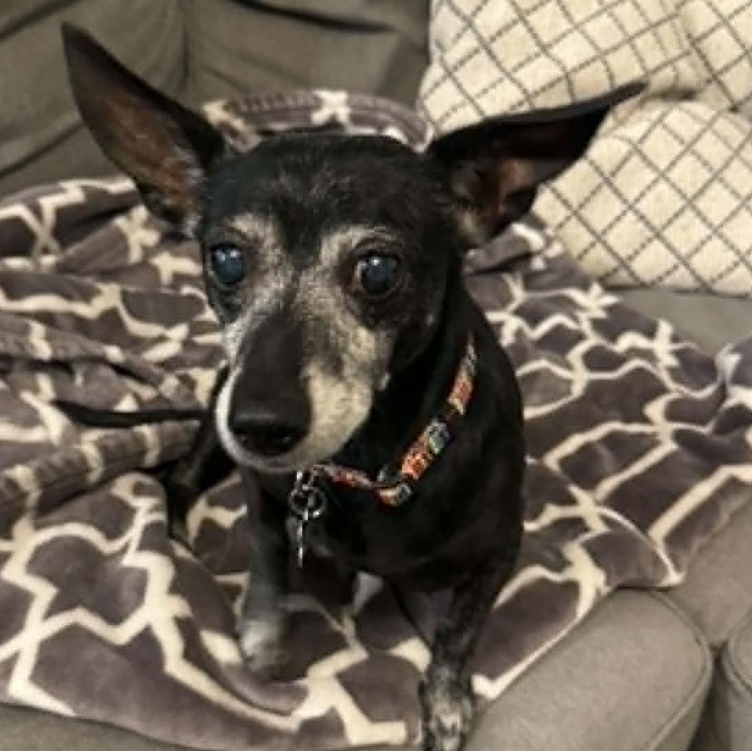 Enlarge WILLIE, an adopted Dachshund in Marana, AZ image 2/4