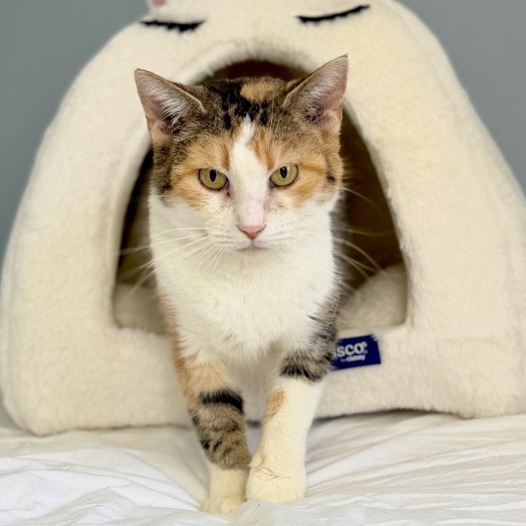 Enlarge Jordi, a Adoptable Domestic Short Hair in Edwardsville, IL image 1/5