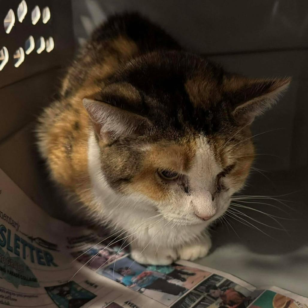 Enlarge Jordi, a Adoptable Domestic Short Hair in Edwardsville, IL image 2/5