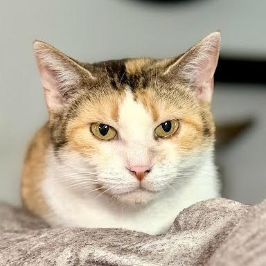 Enlarge Jordi, a Adoptable Domestic Short Hair in Edwardsville, IL image 2/6