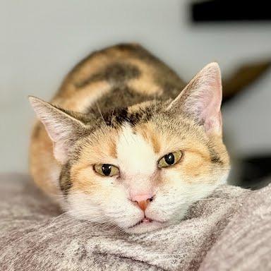 Enlarge Jordi, a Adoptable Domestic Short Hair in Edwardsville, IL image 3/6