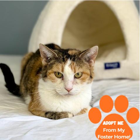 Enlarge Jordi, a Adoptable Domestic Short Hair in Edwardsville, IL image 3/5