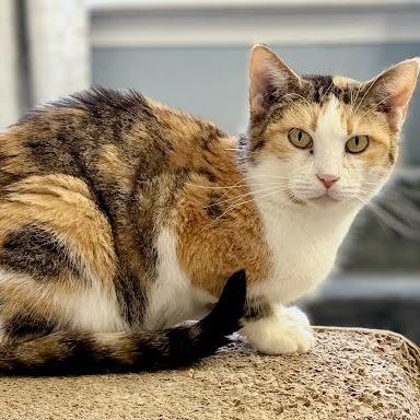 Enlarge Jordi, a Adoptable Domestic Short Hair in Edwardsville, IL image 4/5