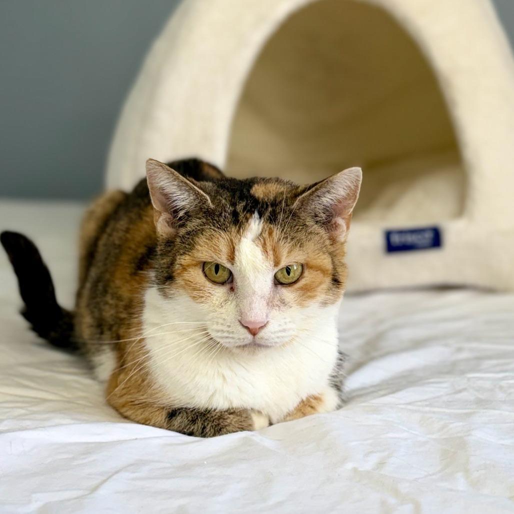 Enlarge Jordi, a Adoptable Domestic Short Hair in Edwardsville, IL image 5/5