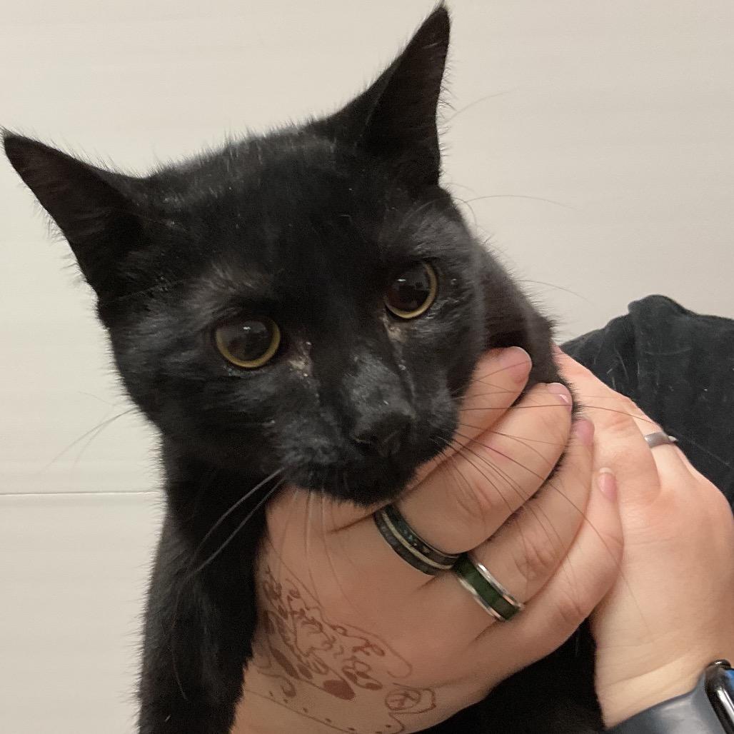 Binx, Adoptable, Young Male Domestic Short Hair.