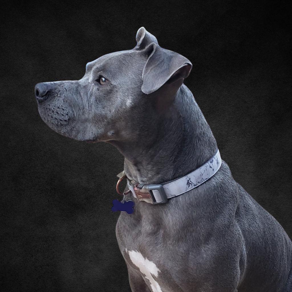 Love Bug, a Adoptable Pit Bull Terrier in Helena, AL image 5/9