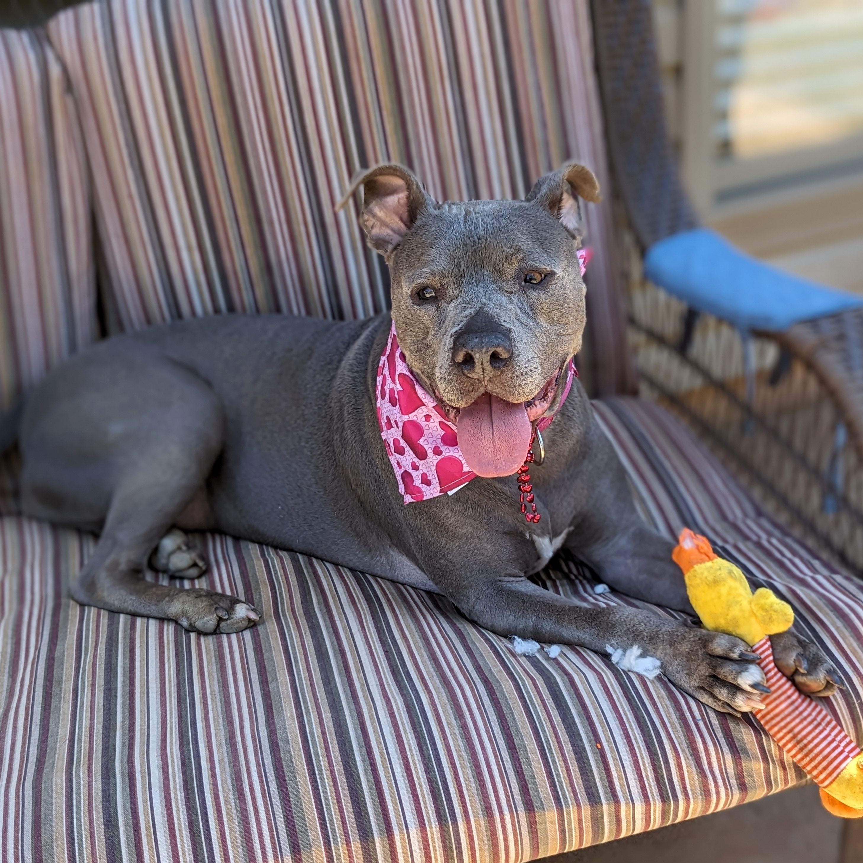 Enlarge Love Bug, a Adoptable Pit Bull Terrier in Helena, AL image 7/9