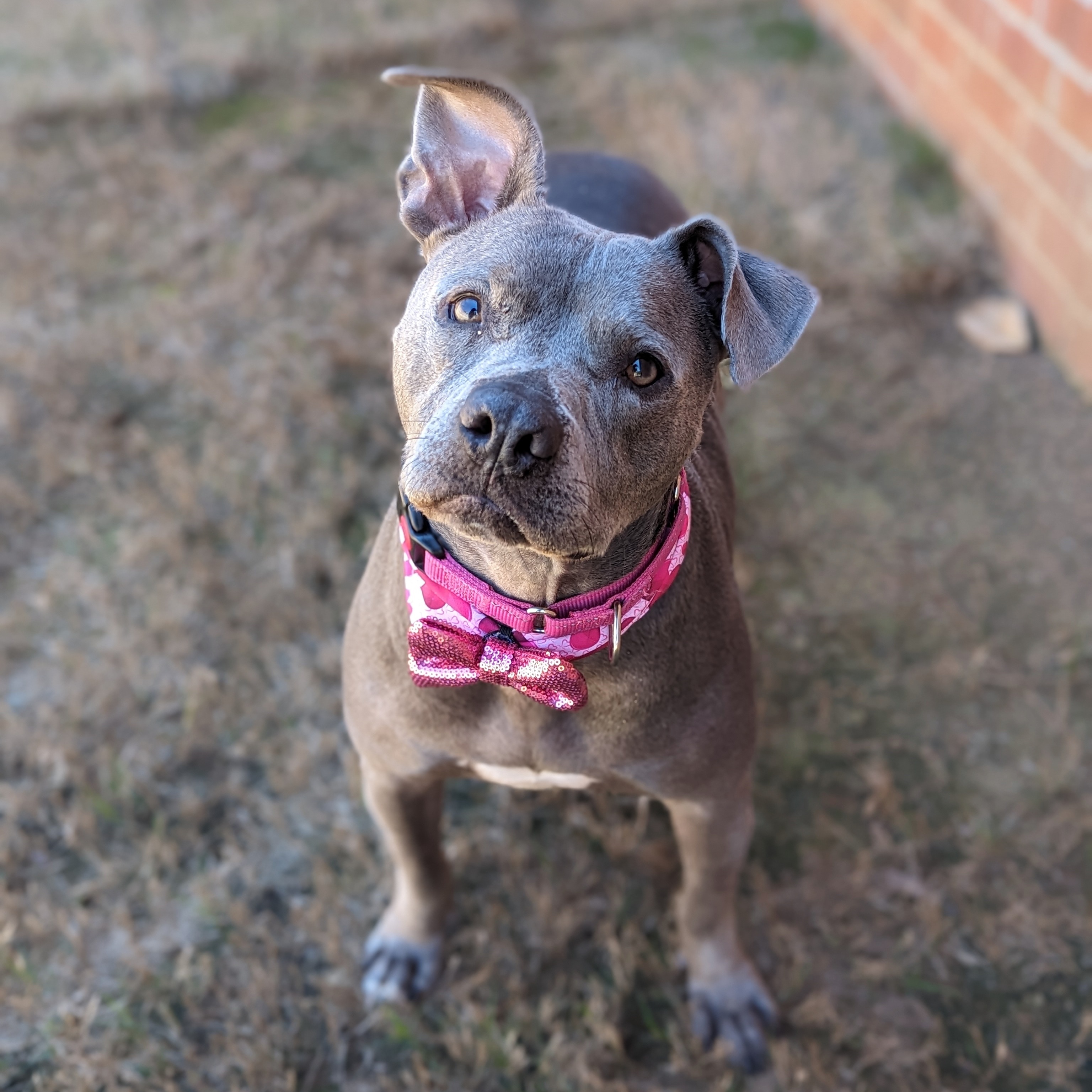Enlarge Love Bug, a Adoptable Pit Bull Terrier in Helena, AL image 8/9
