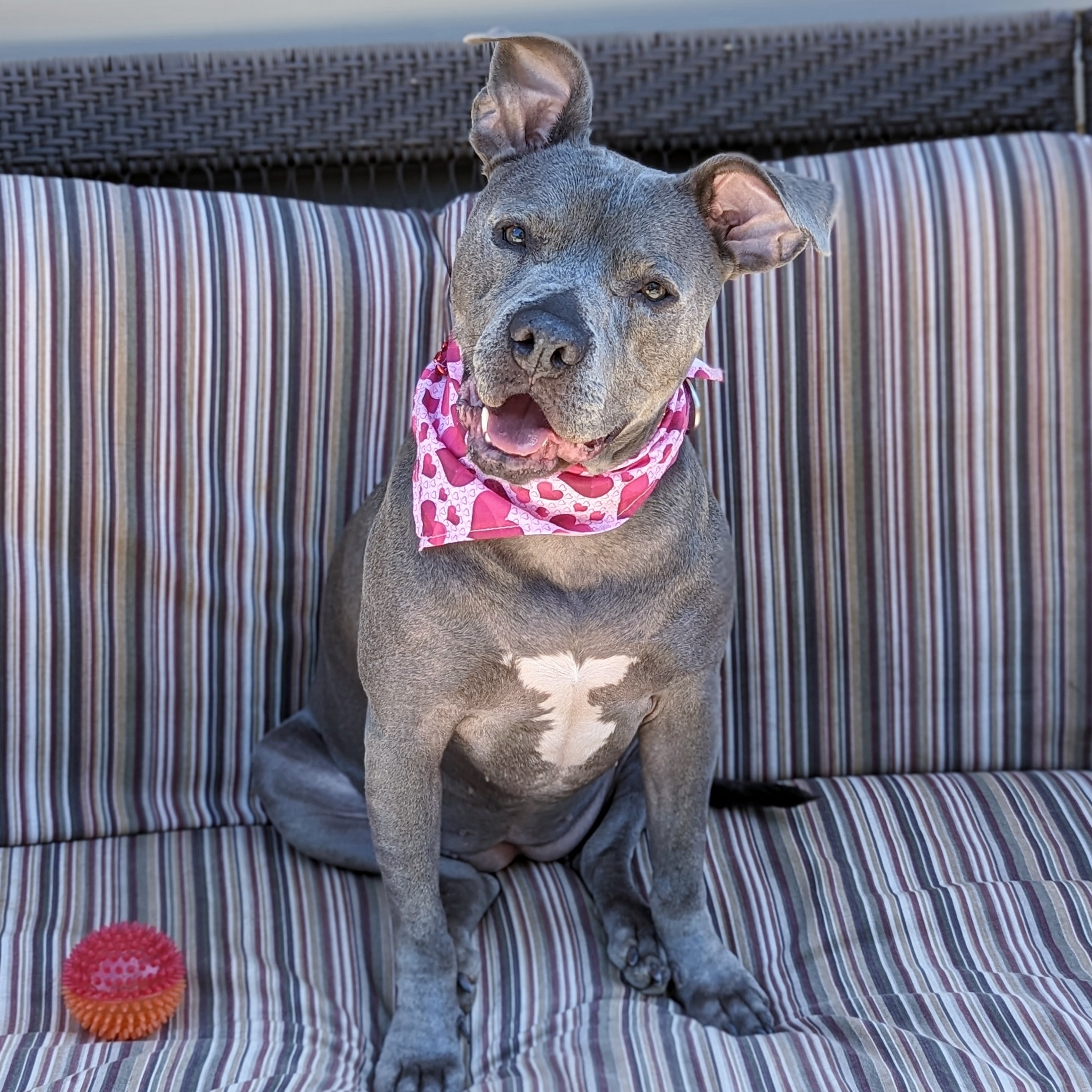 Love Bug, a Adoptable Pit Bull Terrier in Helena, AL image 1/9