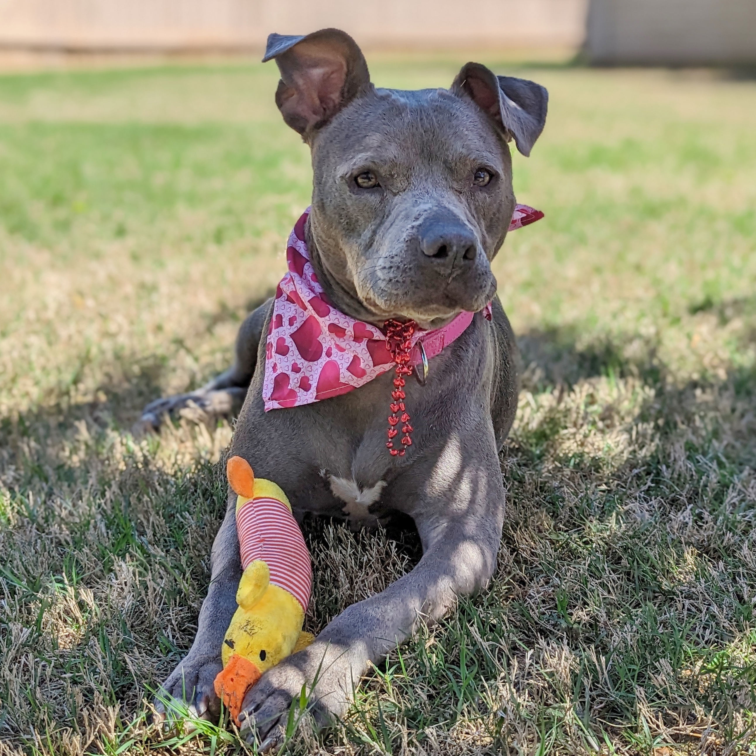 Love Bug, a Adoptable Pit Bull Terrier in Helena, AL image 6/9