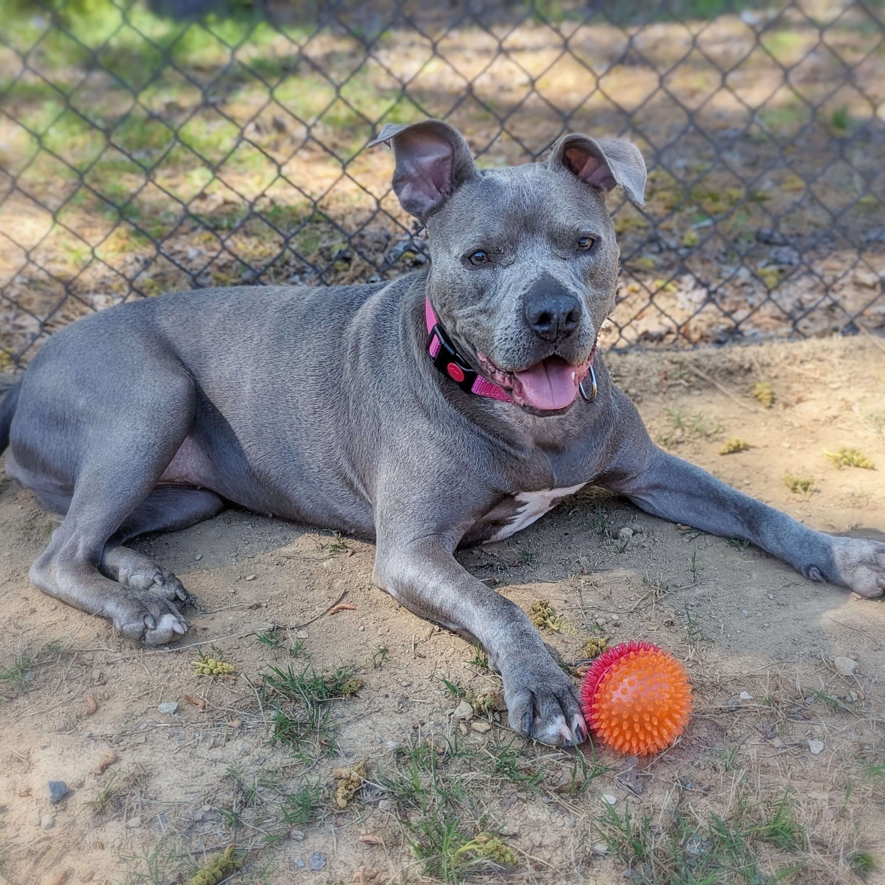 Enlarge Love Bug, a Adoptable Pit Bull Terrier in Helena, AL image 9/9