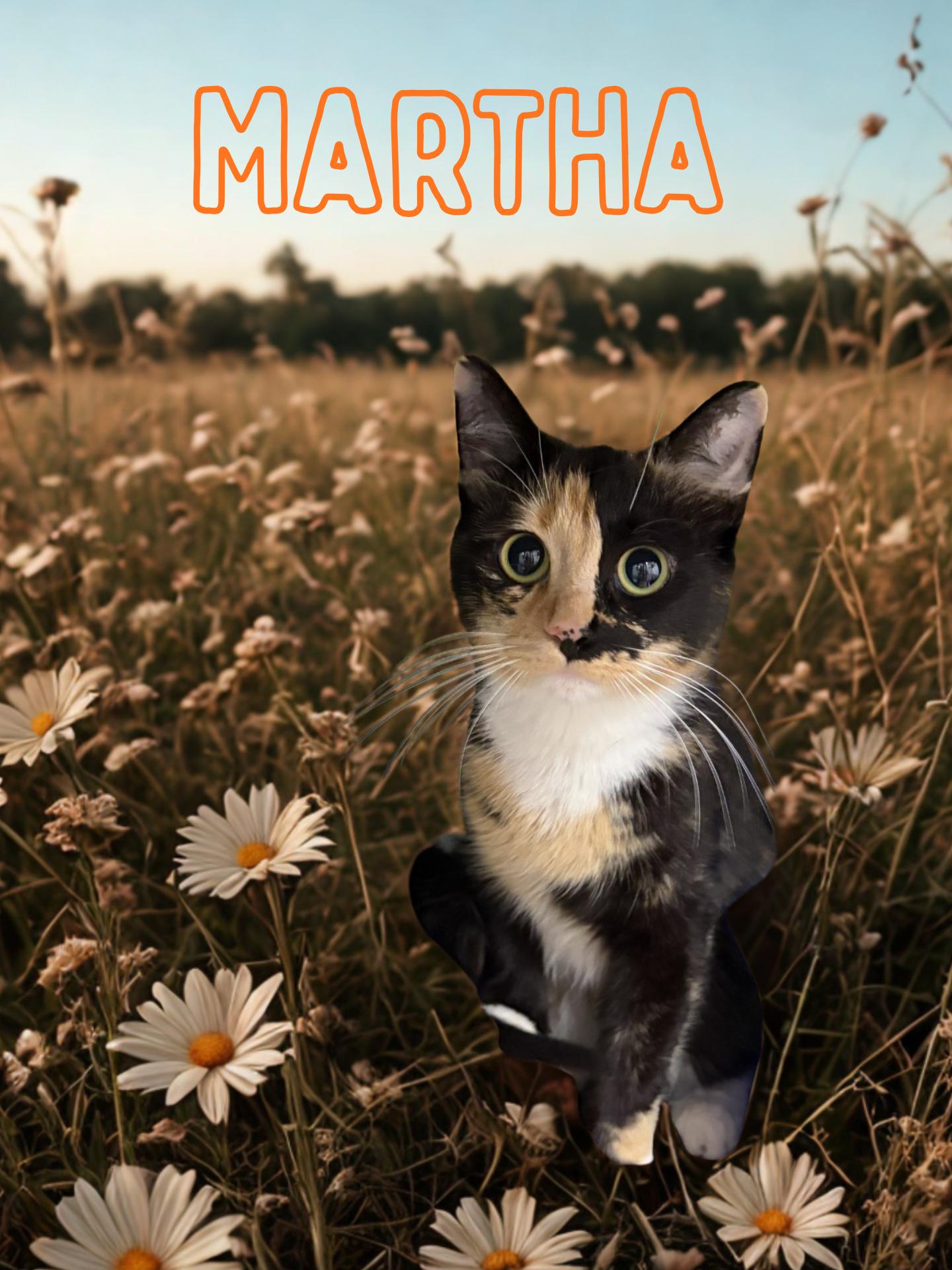 Enlarge Martha, a ADOPTABLE Domestic Short Hair in Orleans, VT image 1/1