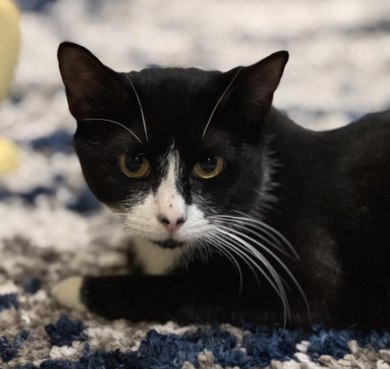 Attica, Adoptable, Adult Female Domestic Short Hair.