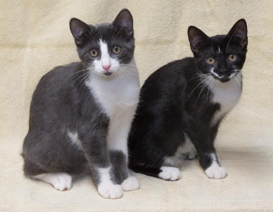 Grayson, a Adoptable Domestic Short Hair in Englewood, NJ image 5/5