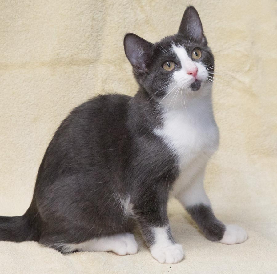 Grayson, Adoptable, Kitten Male Domestic Short Hair.