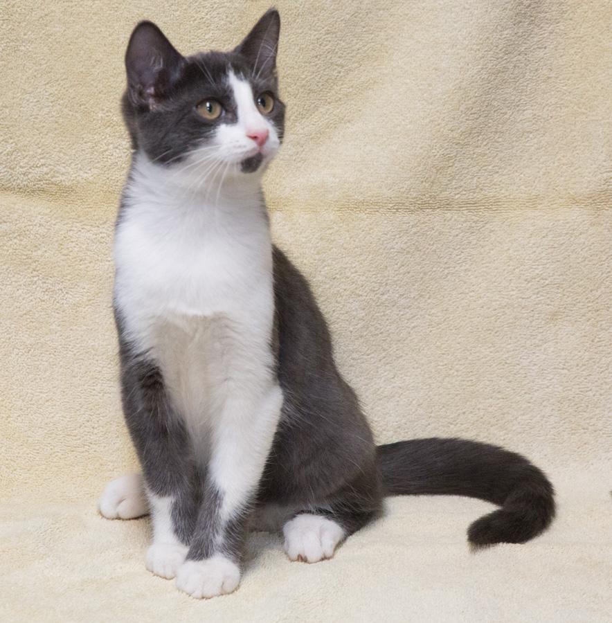 Grayson, a Adoptable Domestic Short Hair in Englewood, NJ image 2/5