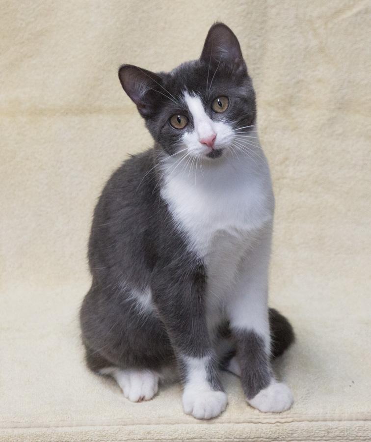 Grayson, a Adoptable Domestic Short Hair in Englewood, NJ image 3/5