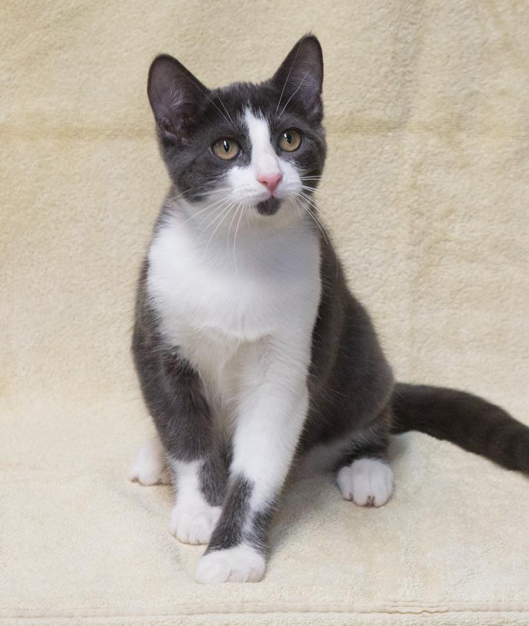 Grayson, a Adoptable Domestic Short Hair in Englewood, NJ image 4/5