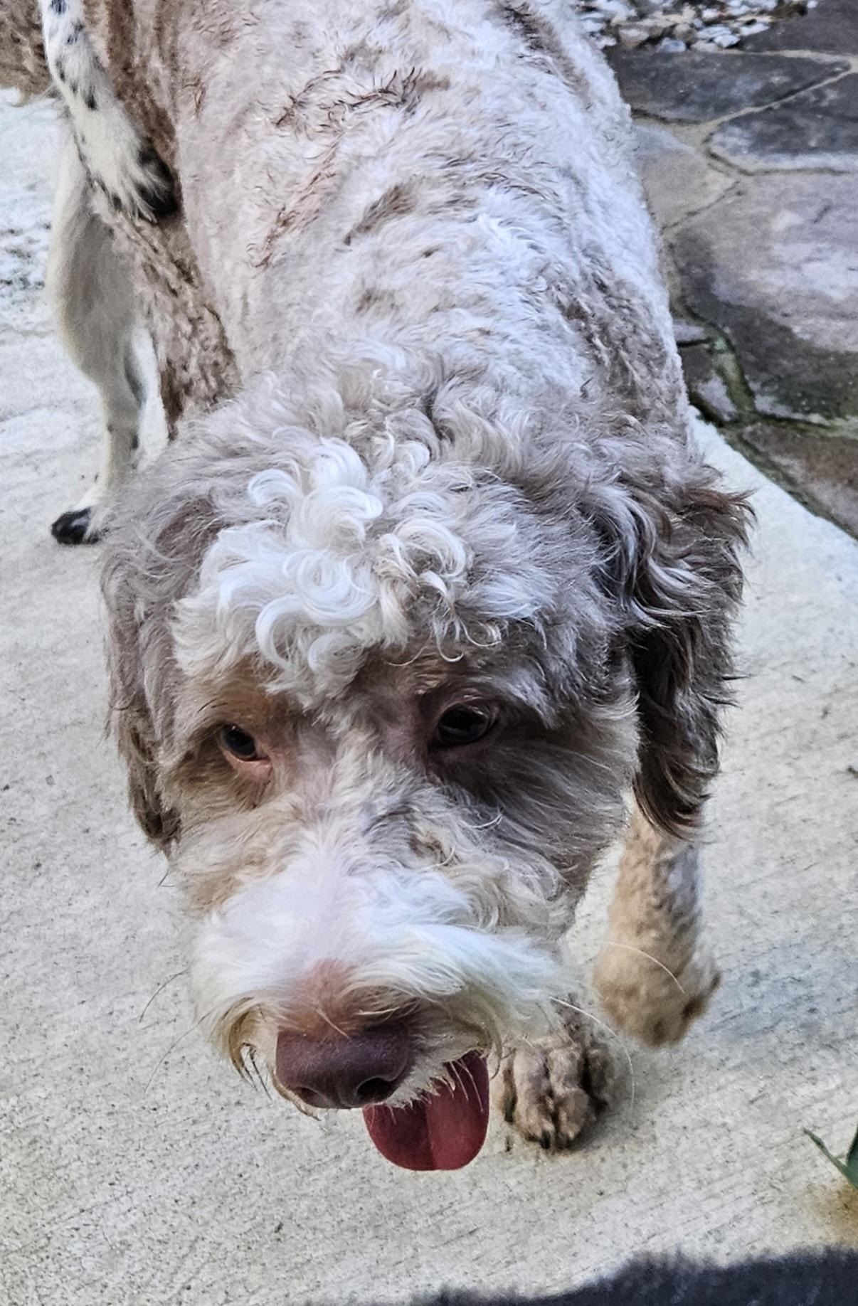 Enlarge Tiger, an adopted Bernadoodle in Martinsville, IN image 5/6