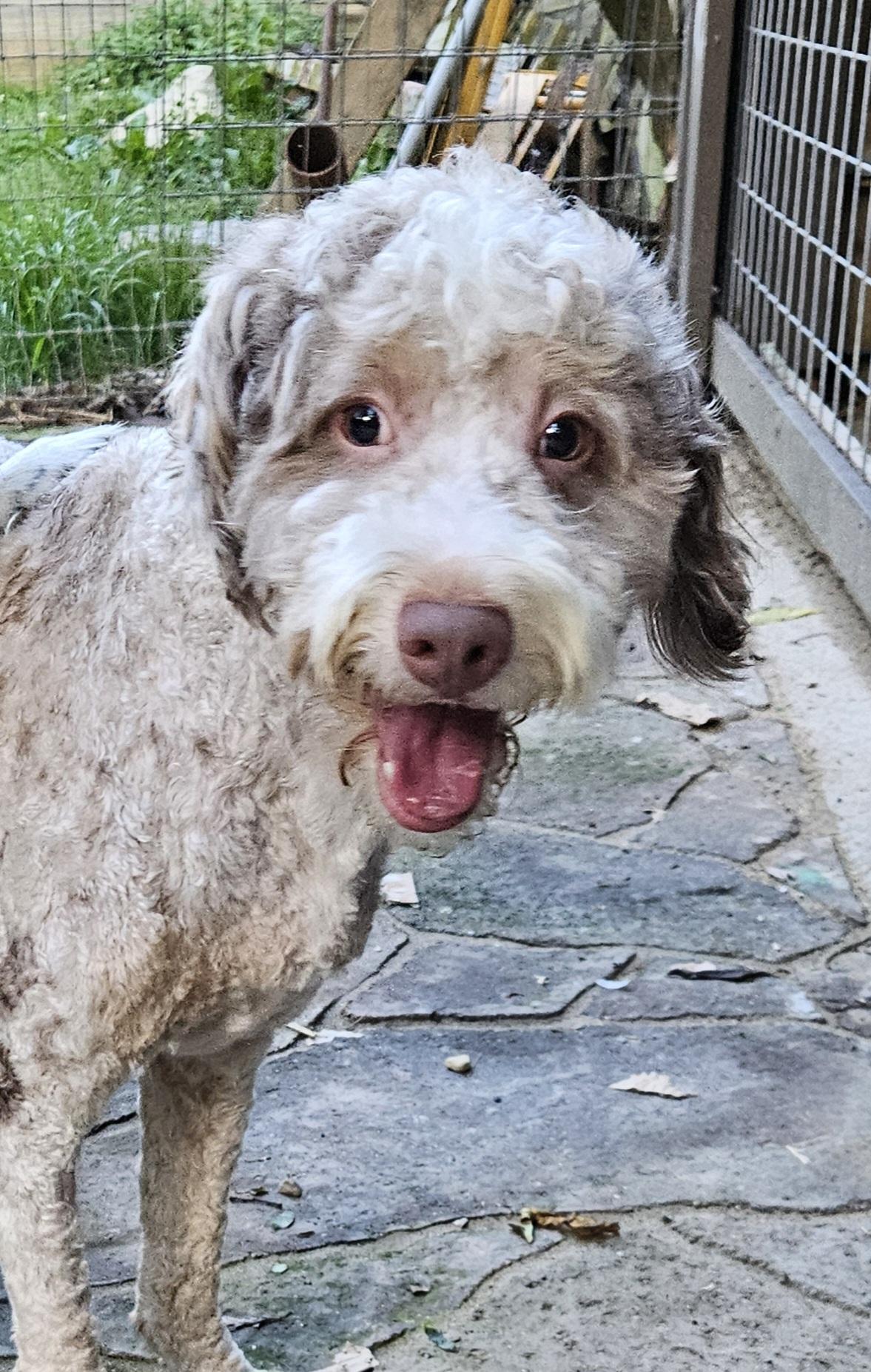 Enlarge Tiger, an adopted Bernadoodle in Martinsville, IN image 3/6