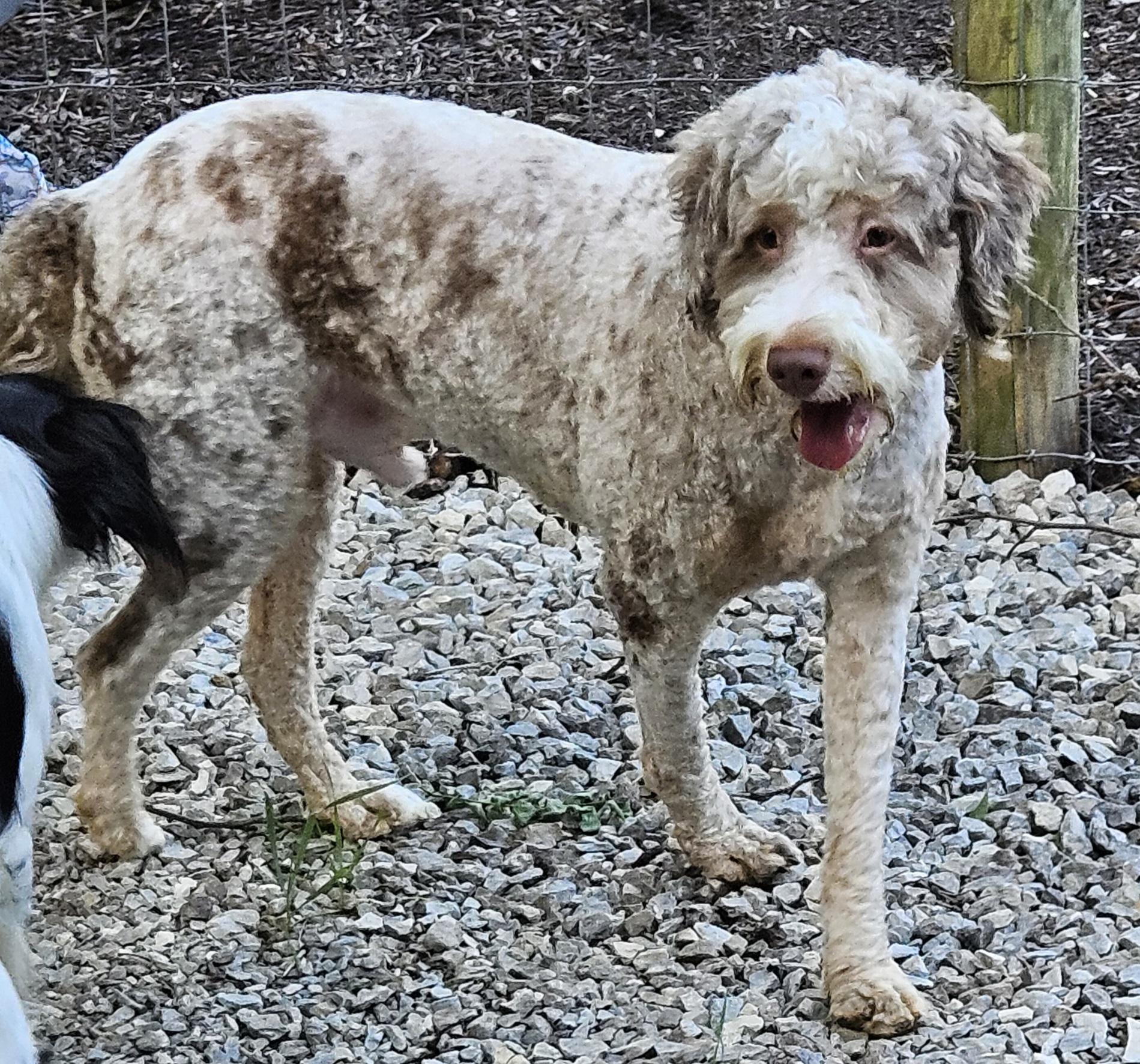 Enlarge Tiger, an adopted Bernadoodle in Martinsville, IN image 2/6