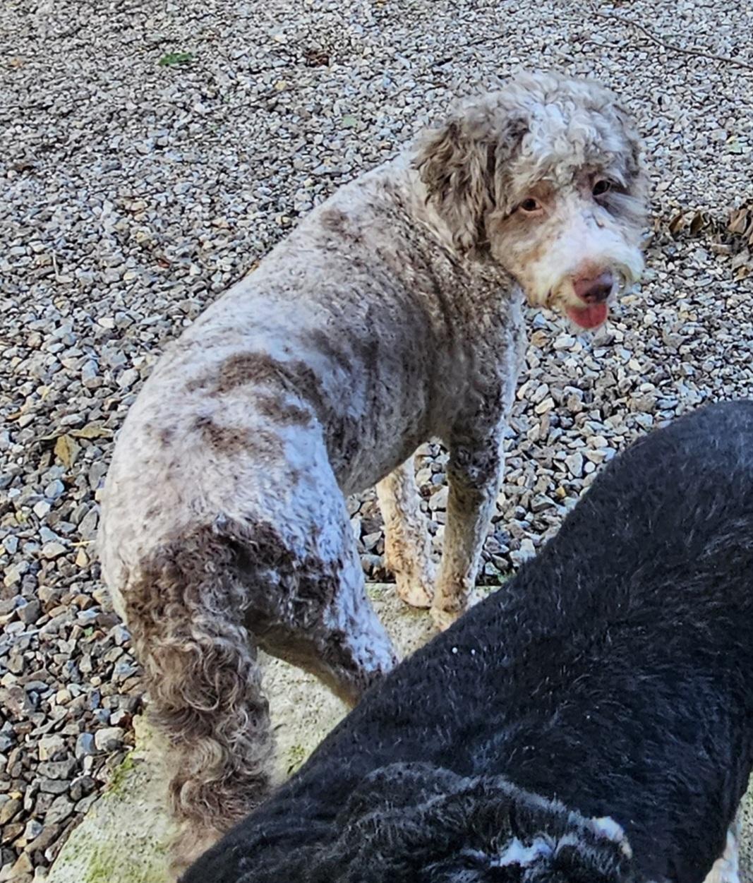 Enlarge Tiger, an adopted Bernadoodle in Martinsville, IN image 4/6