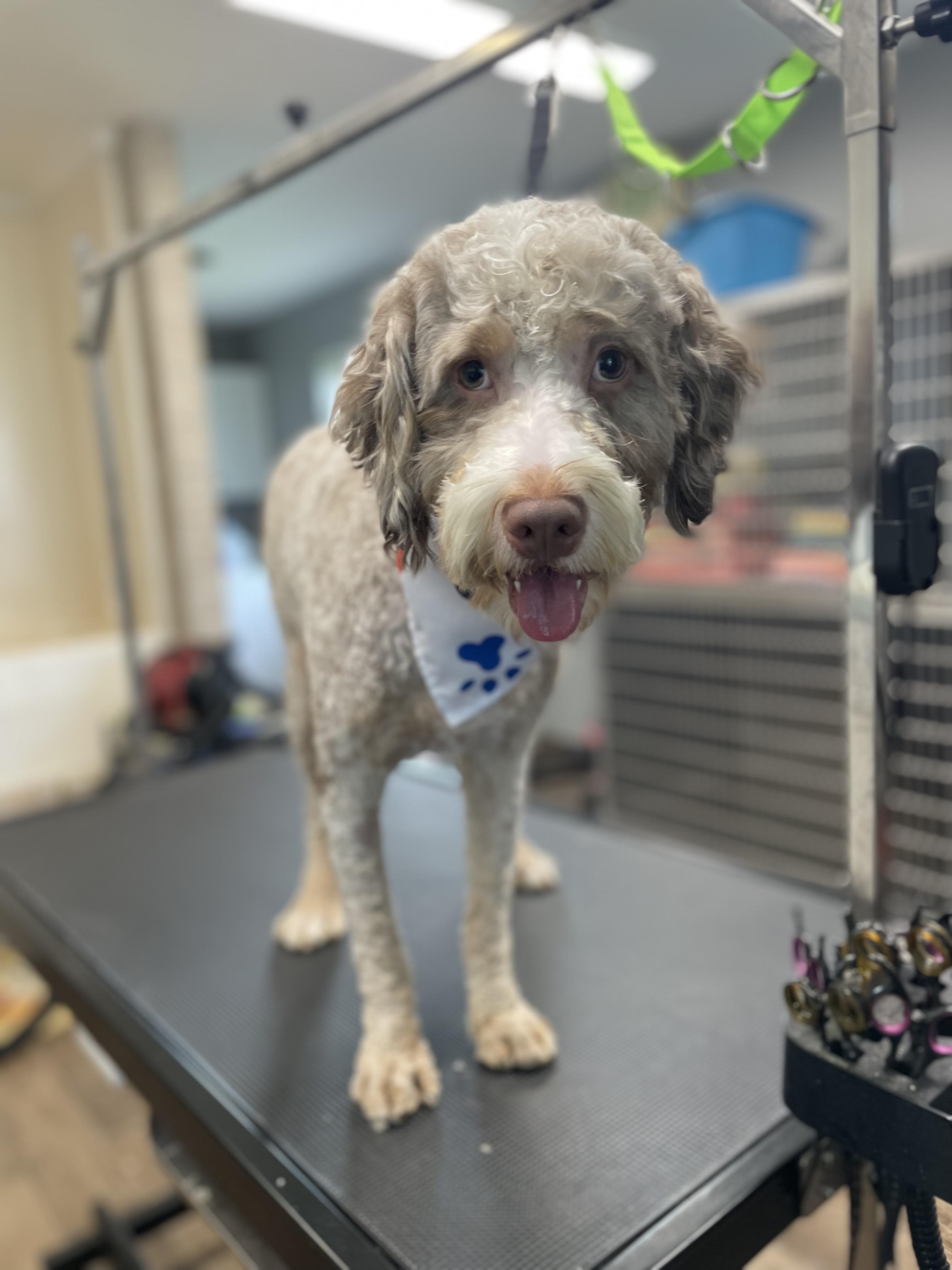 Enlarge Tiger, an adopted Bernadoodle in Martinsville, IN image 6/6