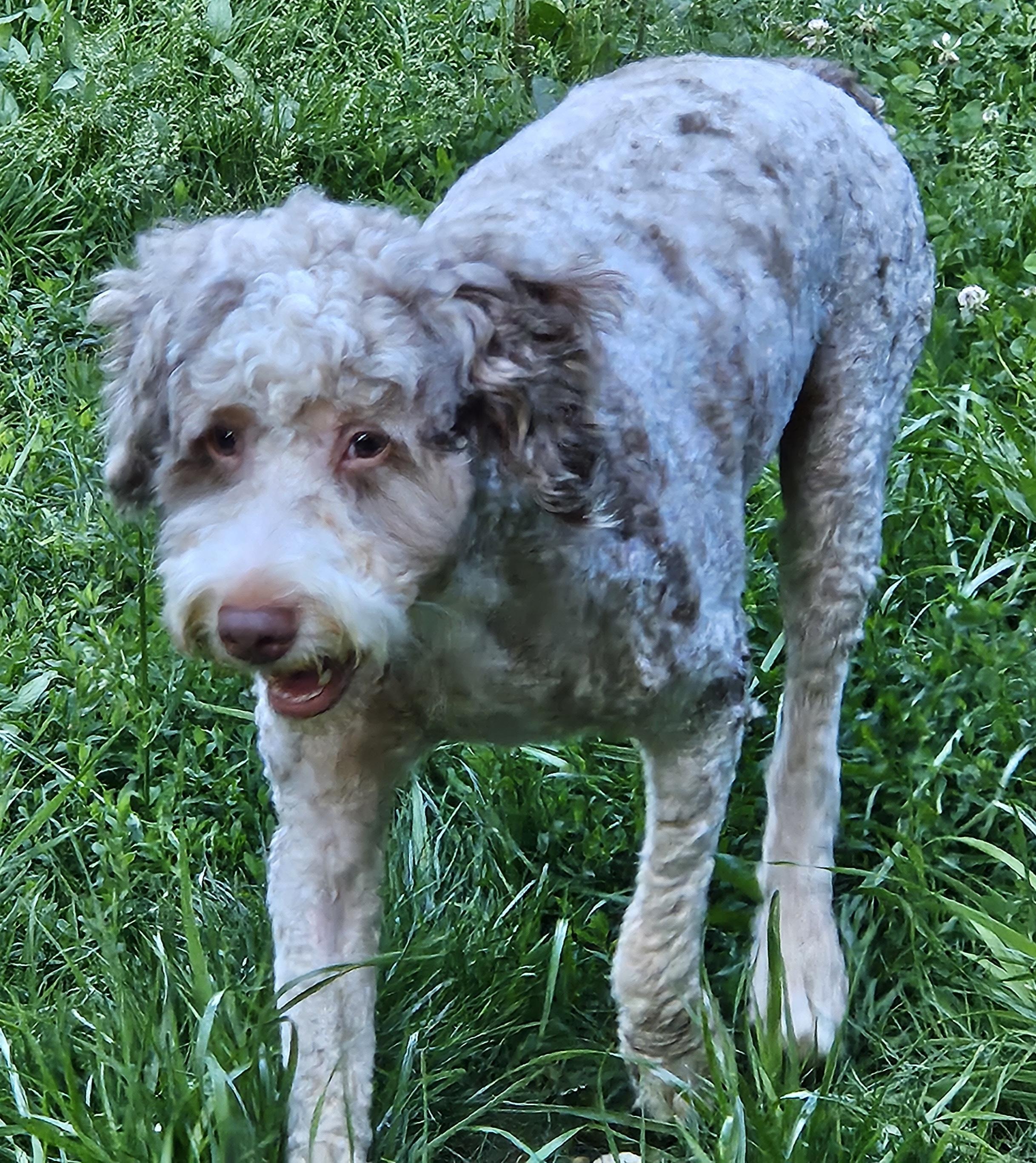 Enlarge Tiger, an adopted Bernadoodle in Martinsville, IN image 1/6