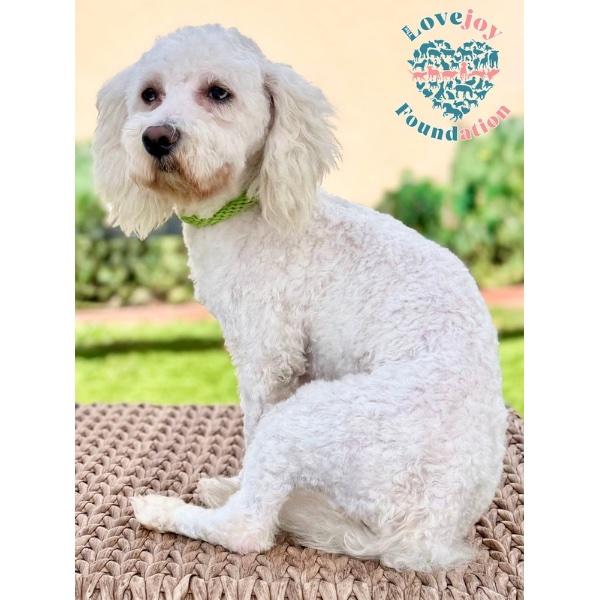 Enlarge Smore, an adopted Maltipoo in Inglewood, CA image 3/4