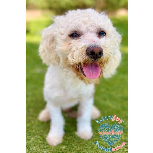 Enlarge Smore, an adopted Maltipoo in Inglewood, CA image 2/4