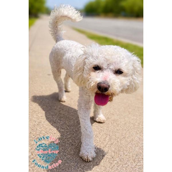 Smore, adopted, Young Male Maltipoo.
