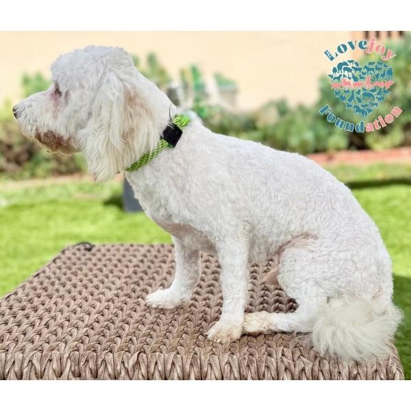 Enlarge Smore, an adopted Maltipoo in Inglewood, CA image 4/4