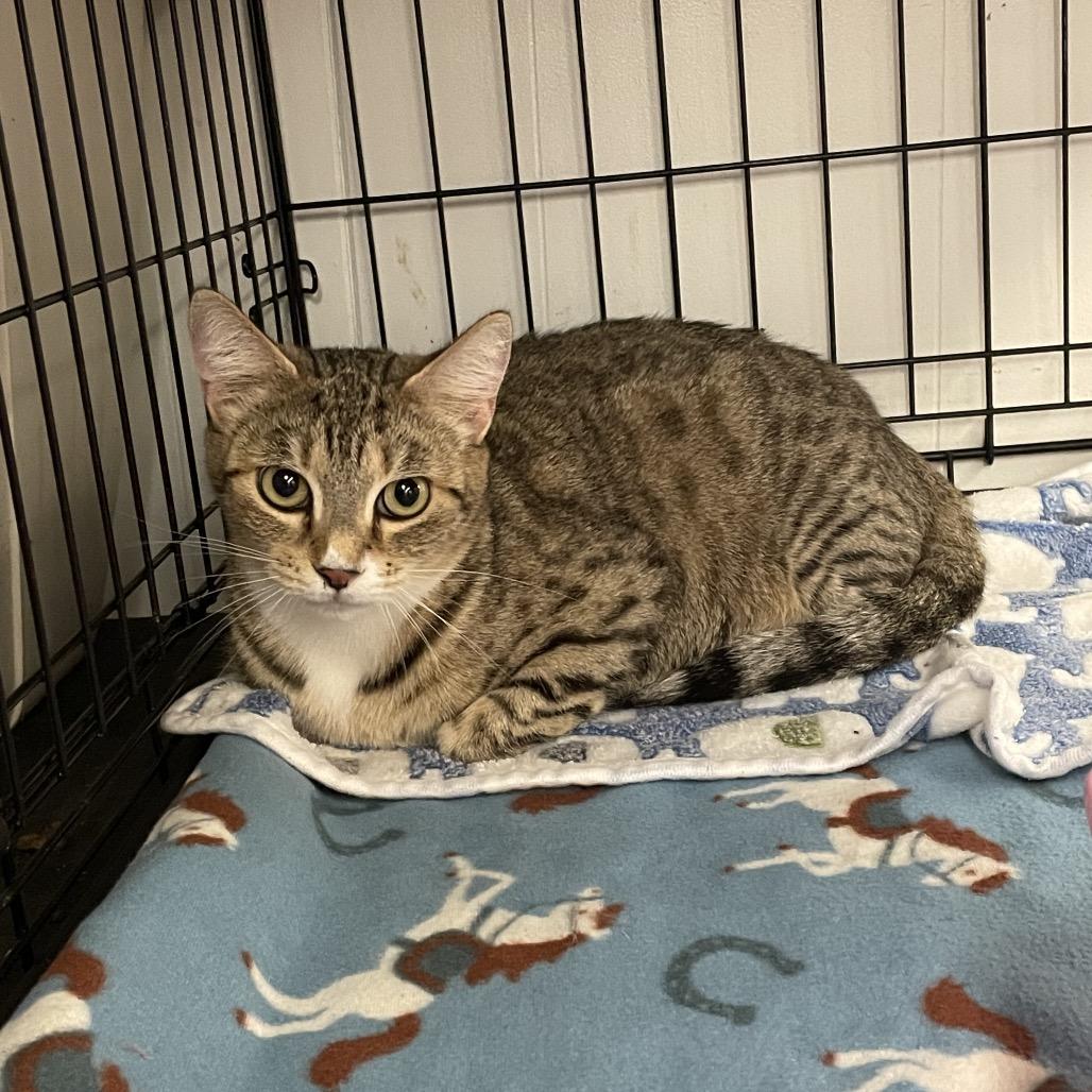Tippi, Adoptable, Adult Female Domestic Short Hair.