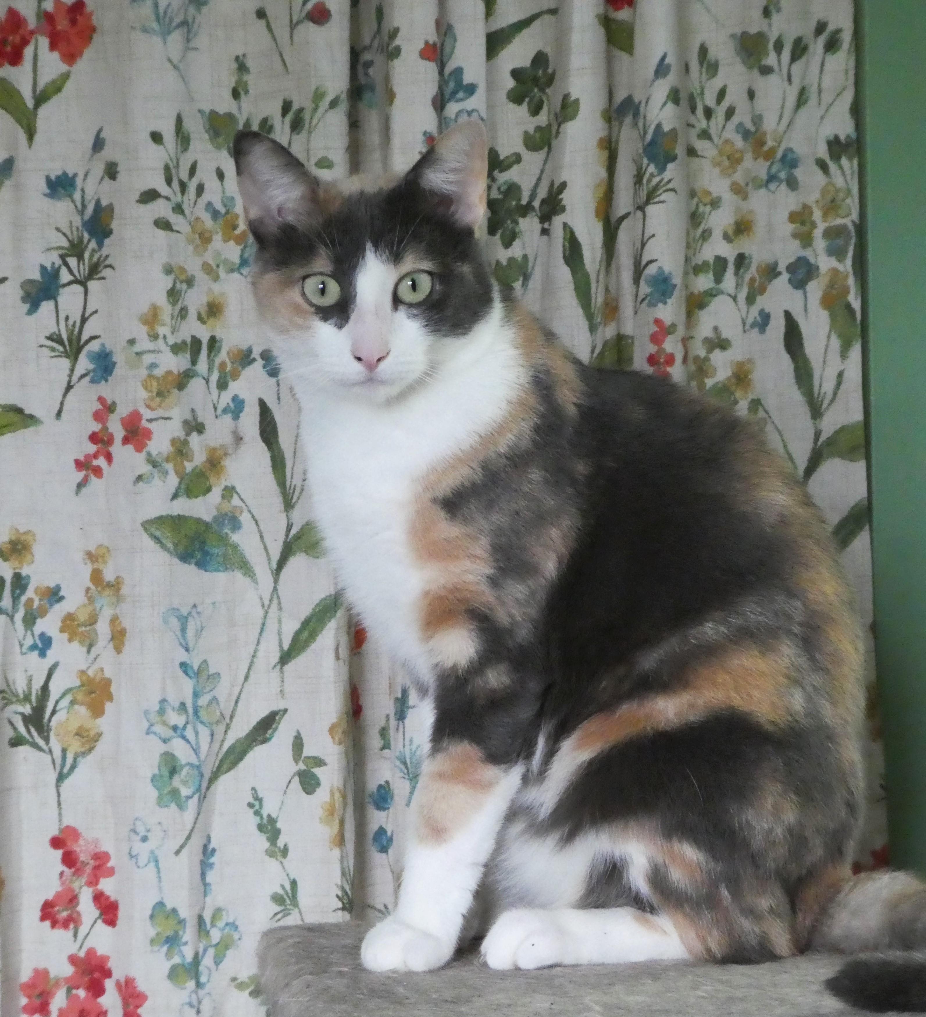 Enlarge Maura, a Adoptable Domestic Short Hair in Cedars, PA image 2/2