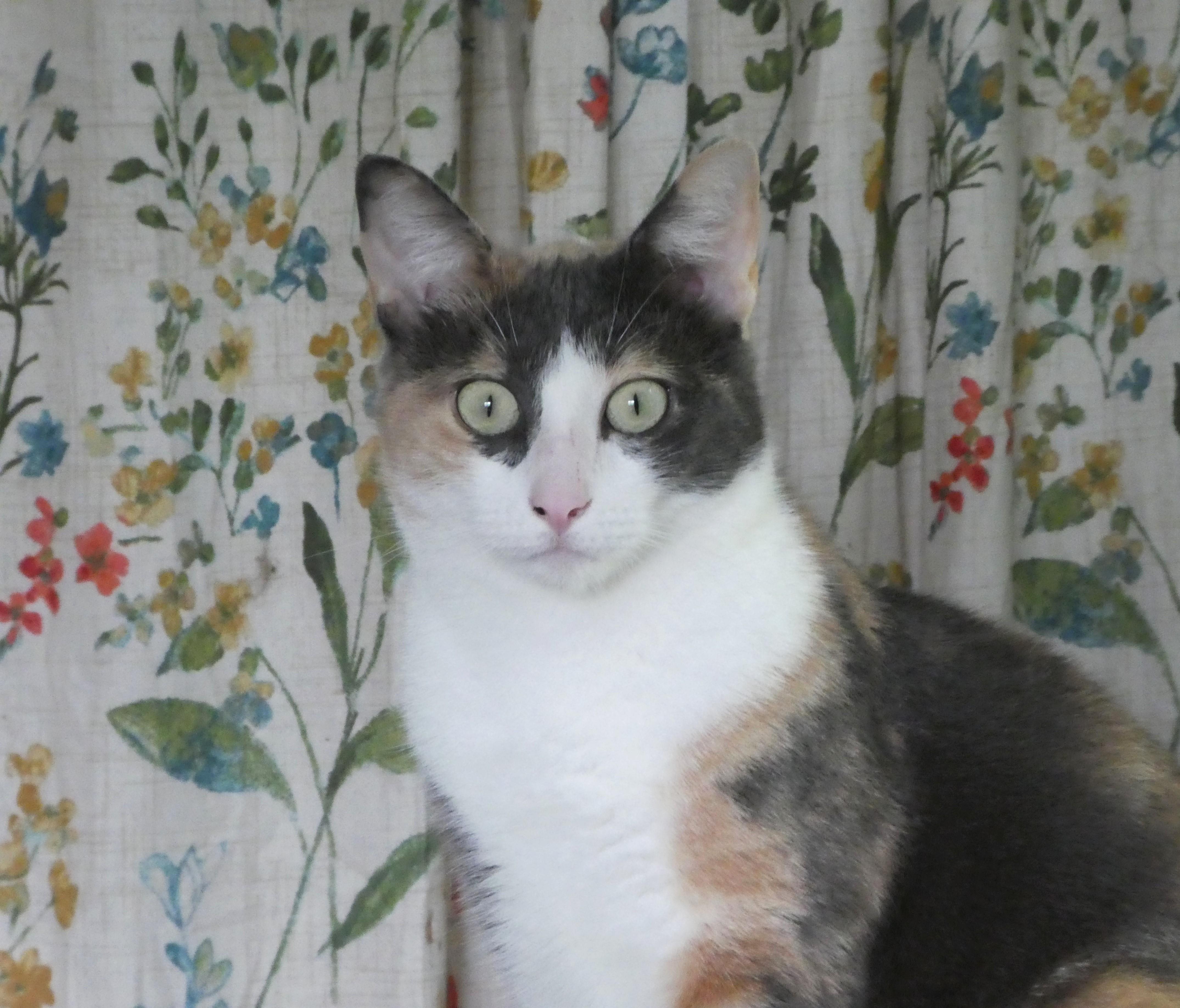 Enlarge Maura, a Adoptable Domestic Short Hair in Cedars, PA image 1/2