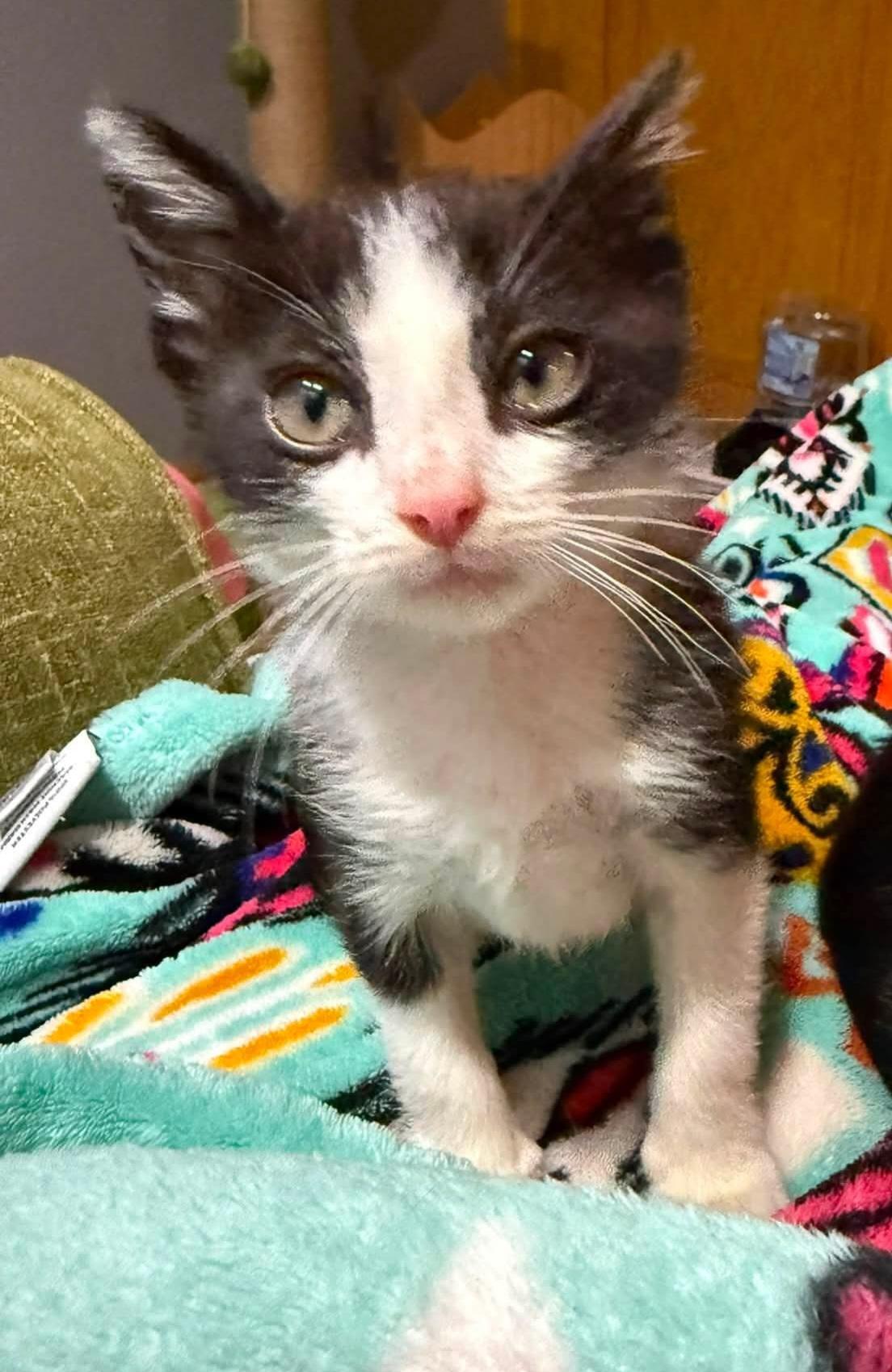 Enlarge Dawdle, a Adopted mixed breed in Sioux City, IA image 2/6