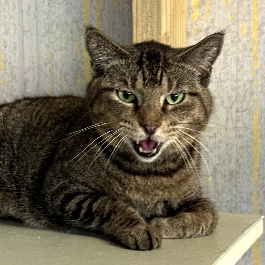 Enlarge Jackie, a Adoptable Domestic Short Hair in Titusville, FL image 1/1