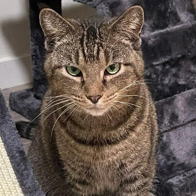 Enlarge Jackie, a Adoptable Domestic Short Hair in Titusville, FL image 1/1