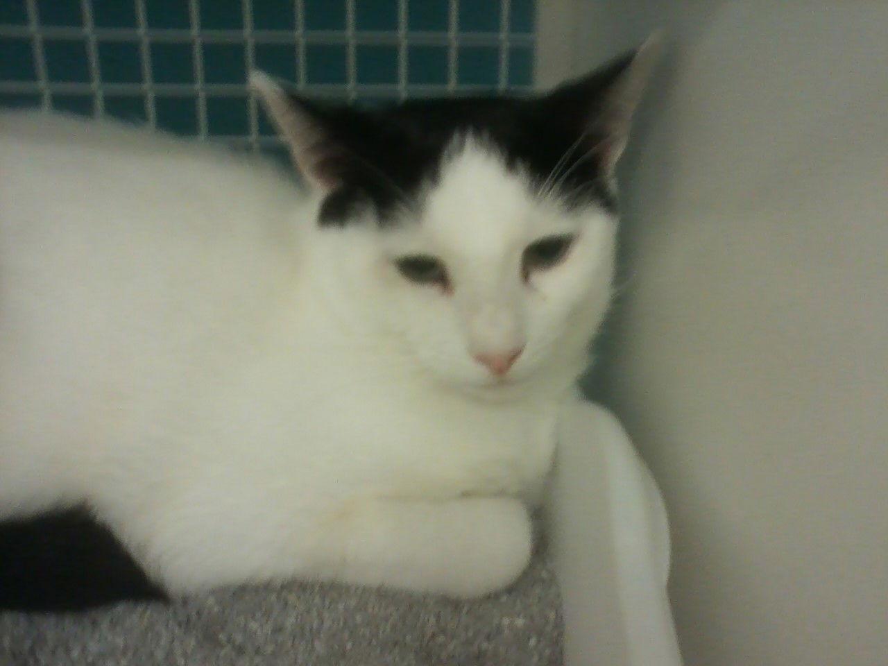 Lonnie, Adoptable, Adult Female Domestic Short Hair.