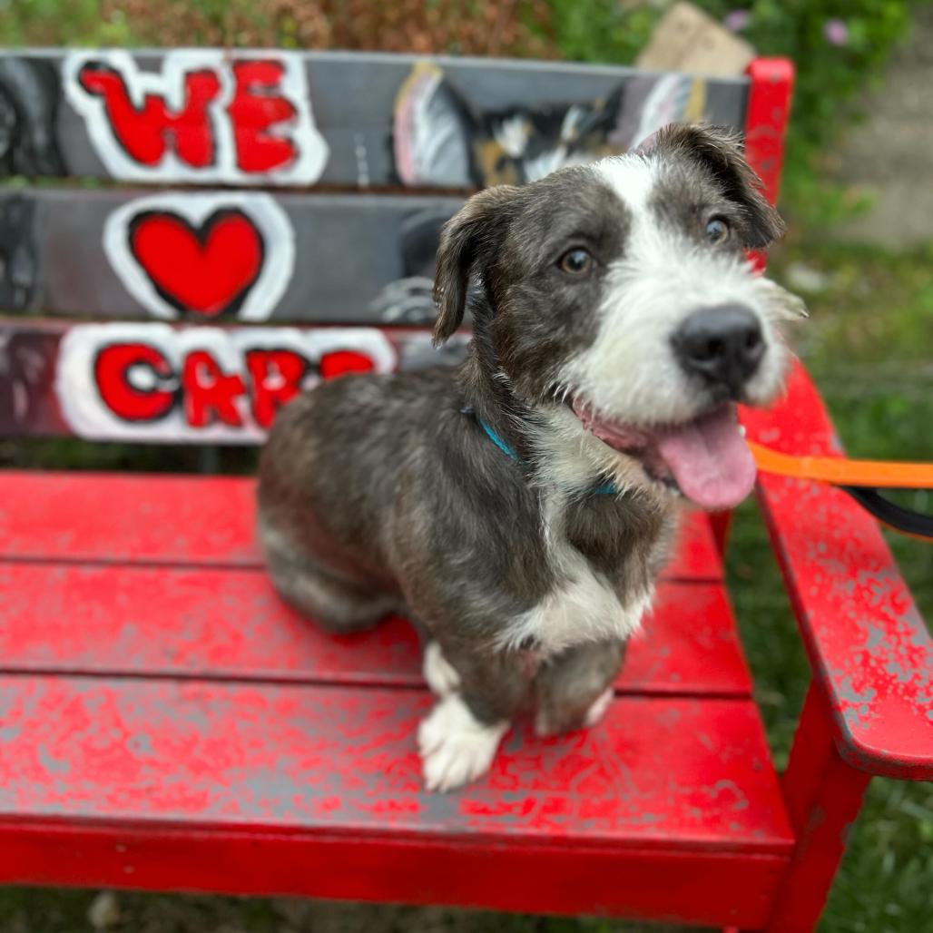 Hobbes, Adoptable, Adult Male Mixed Breed & Terrier.