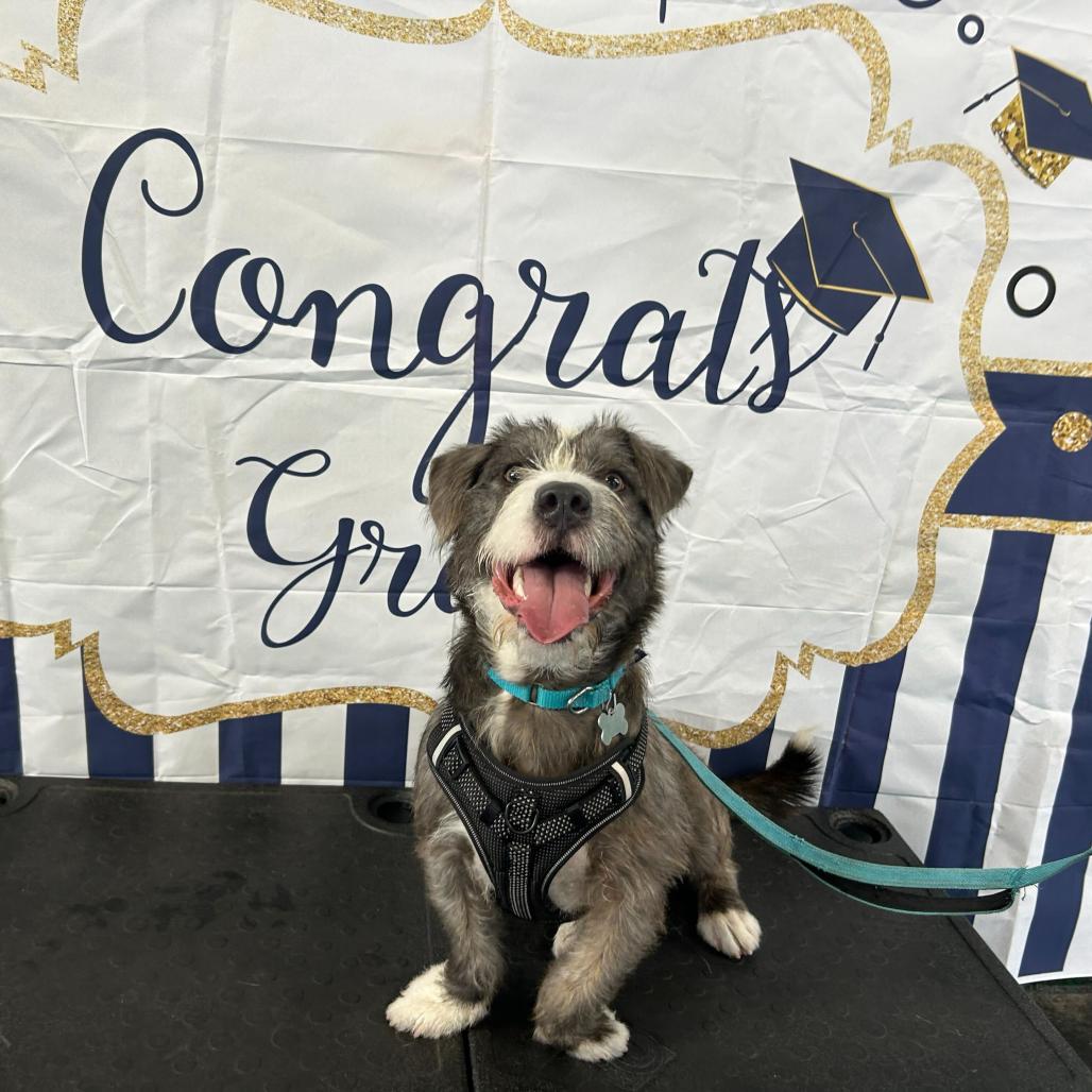 Enlarge Hobbes, a Adoptable mixed breed in Skokie, IL image 4/6