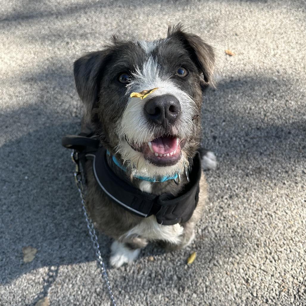 Enlarge Hobbes, a Adoptable mixed breed in Skokie, IL image 6/6