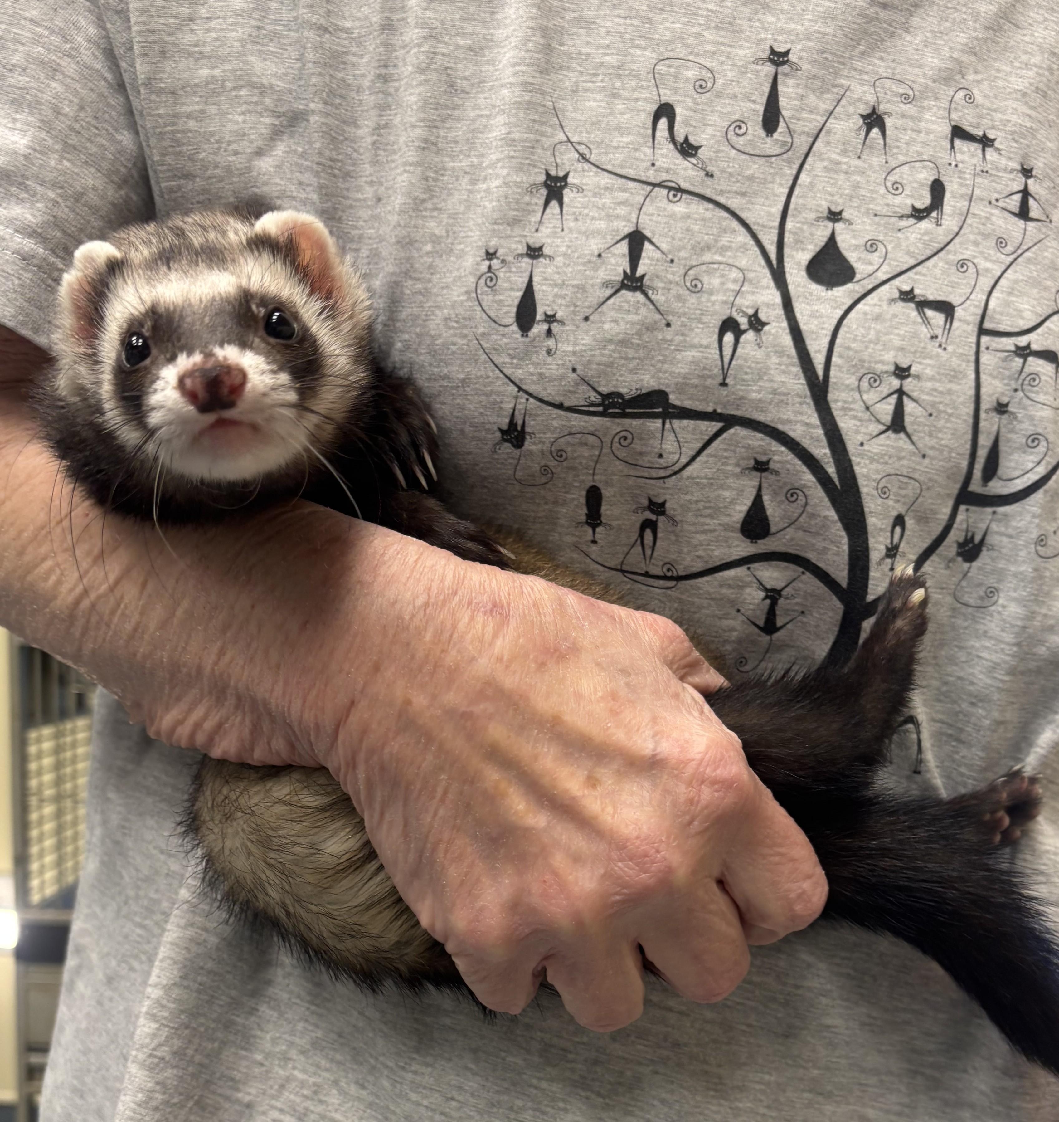 Enlarge Niko, an adopted Ferret in Mesquite, NV image 2/2