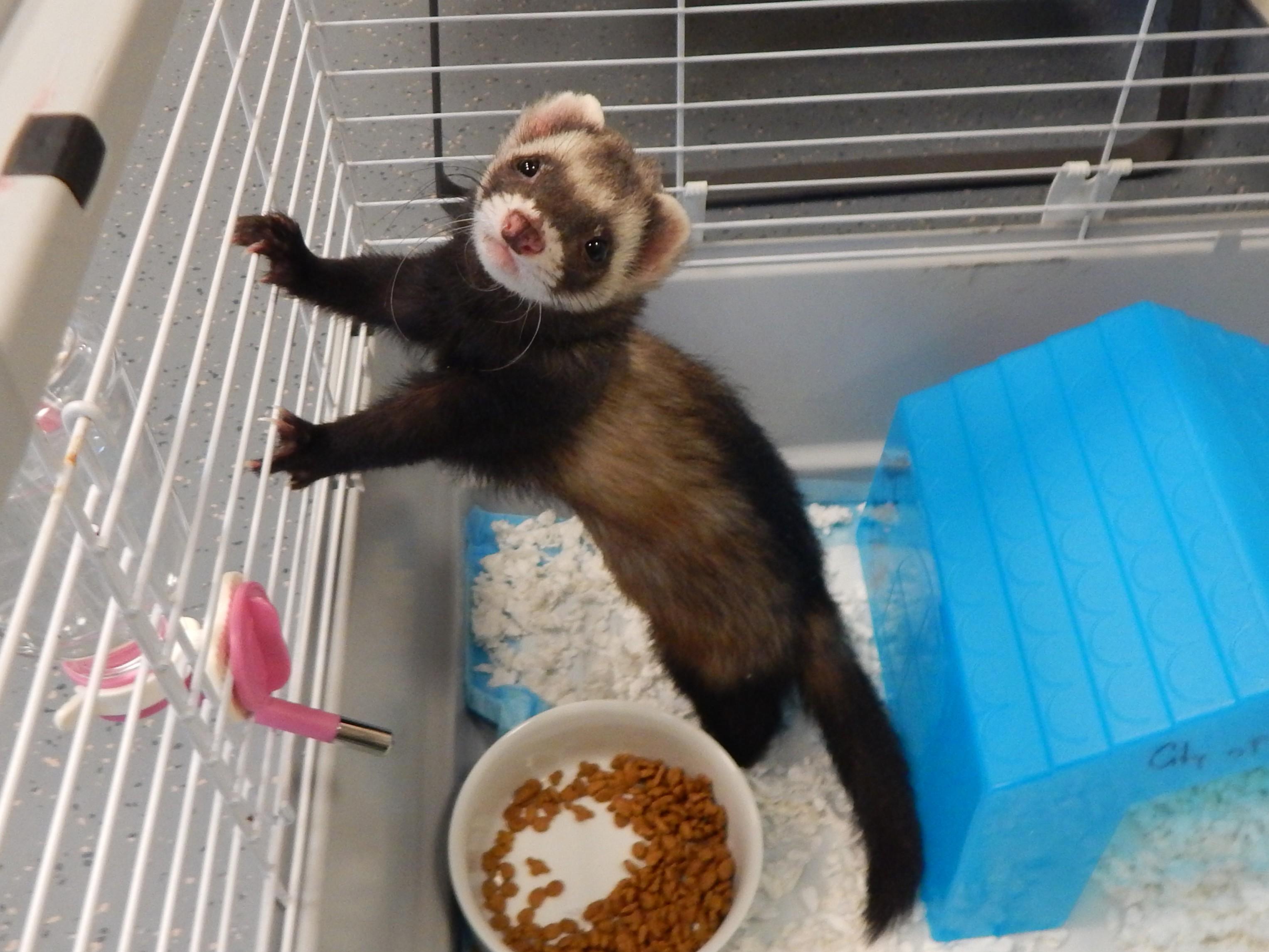 Enlarge Niko, an adopted Ferret in Mesquite, NV image 1/2