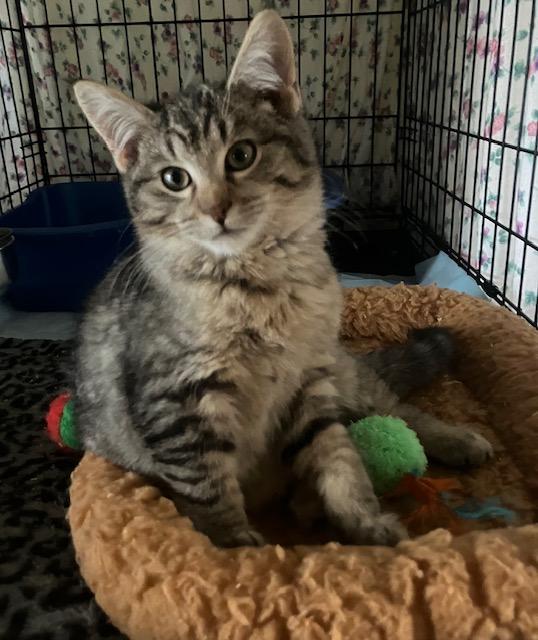 Enlarge Bert, a ADOPTABLE Domestic Short Hair in Chambersburg, PA image 4/6