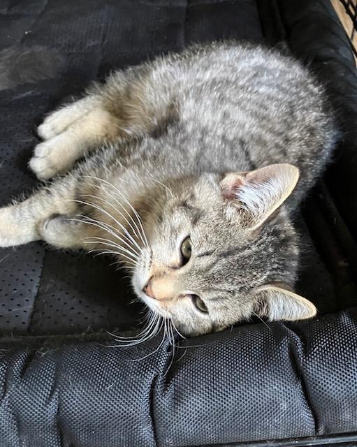 Enlarge Bert, a ADOPTABLE Domestic Short Hair in Chambersburg, PA image 5/6