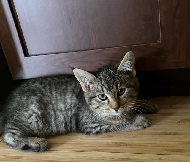 Enlarge Bert, a ADOPTABLE Domestic Short Hair in Chambersburg, PA image 2/6